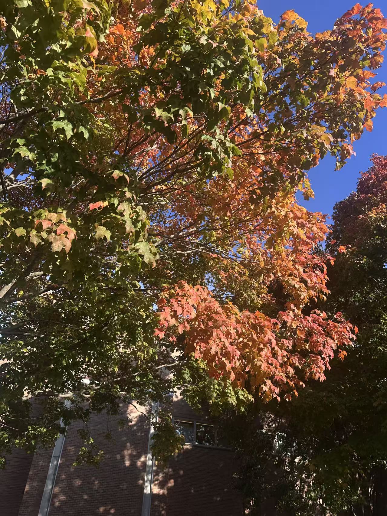 Autumn in Champaign